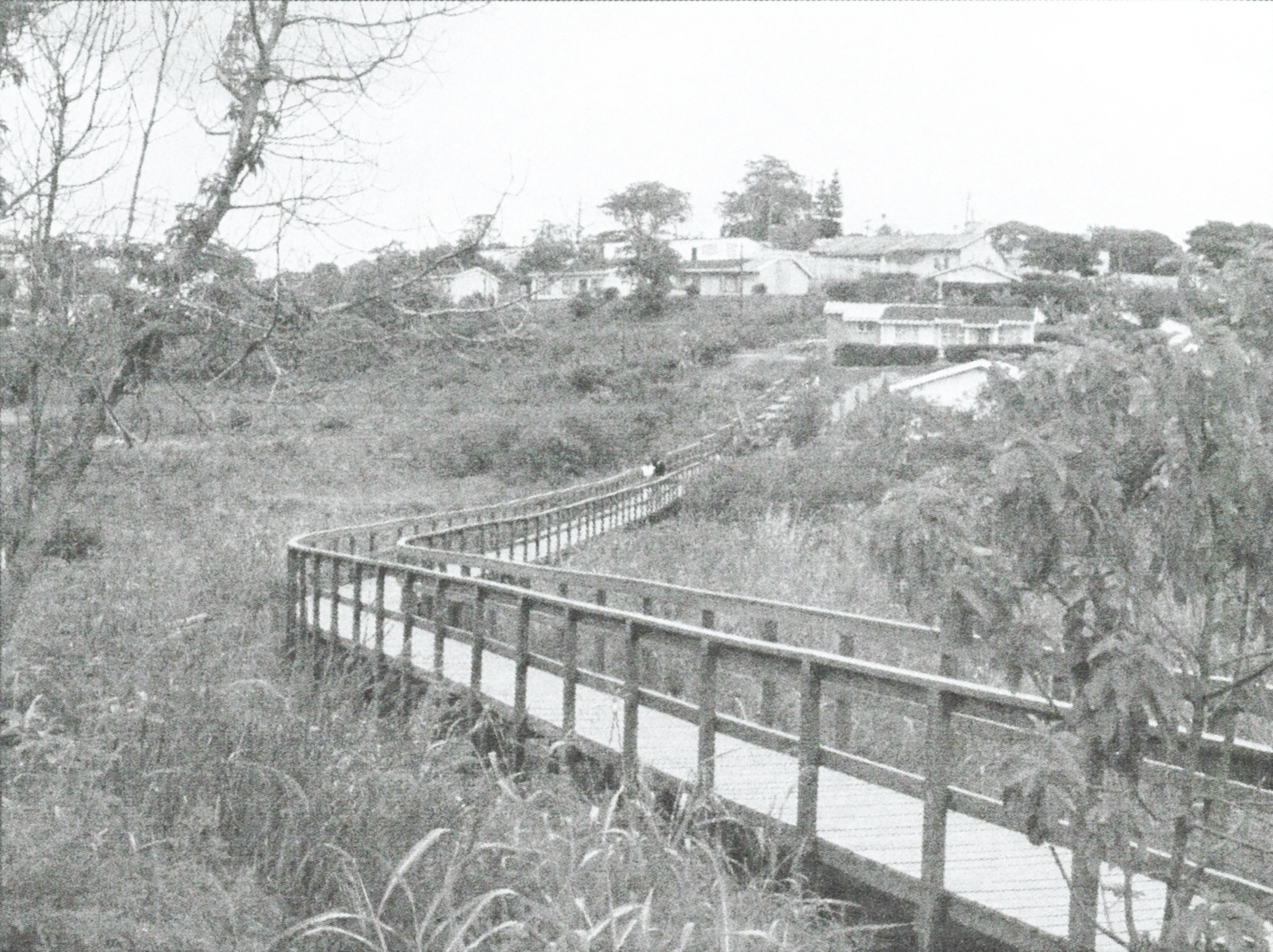 Nkomba Wetlands Walkway B/W