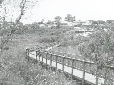 Nkomba Wetlands Walkway B/W
